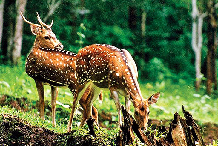 wildlife
